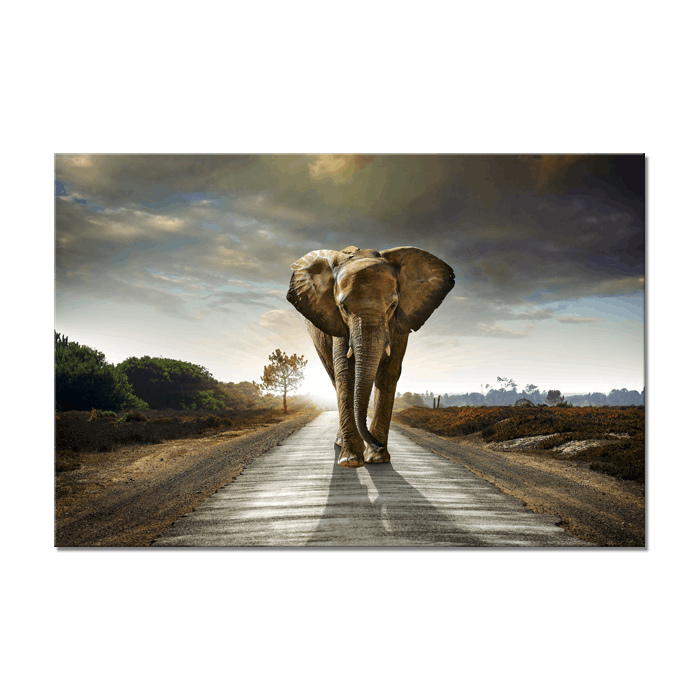 Canvas Tavla Elefant 75X100
