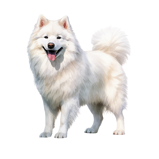 Samojed 1
