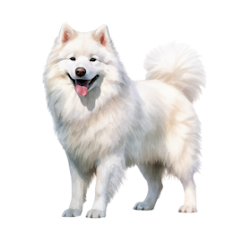 Samojed 1