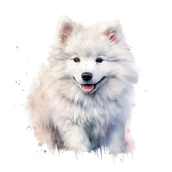 Samojed 2