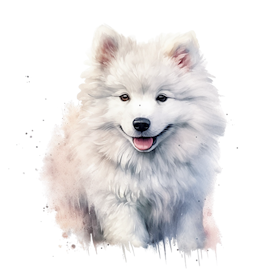 Samojed 2
