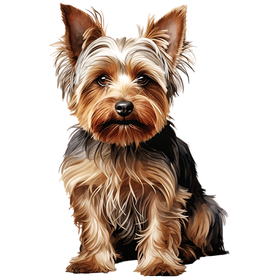 Yorkshire terrier 1