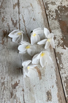 Liten blomma