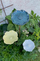 Malva