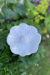 Malva