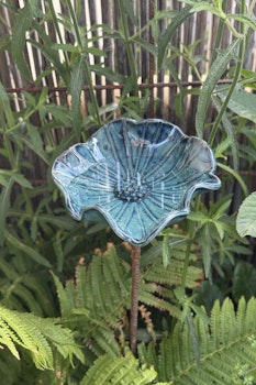 Malva - djup