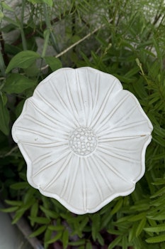 Malva - djup