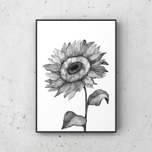 Dry sunflower