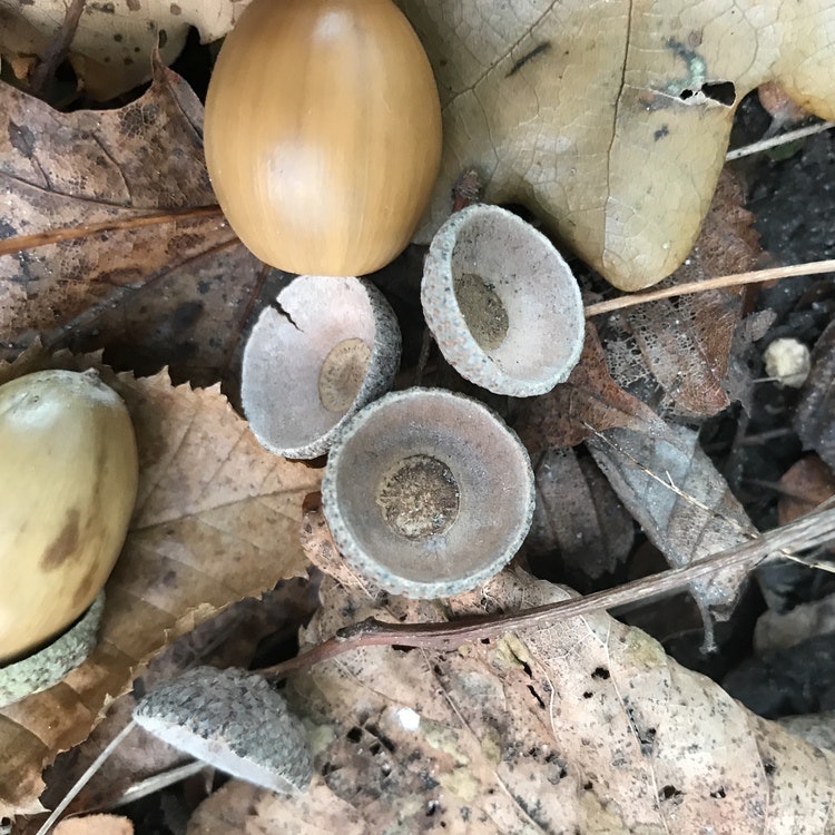 Ekollon i skogen. Acorns in the forest