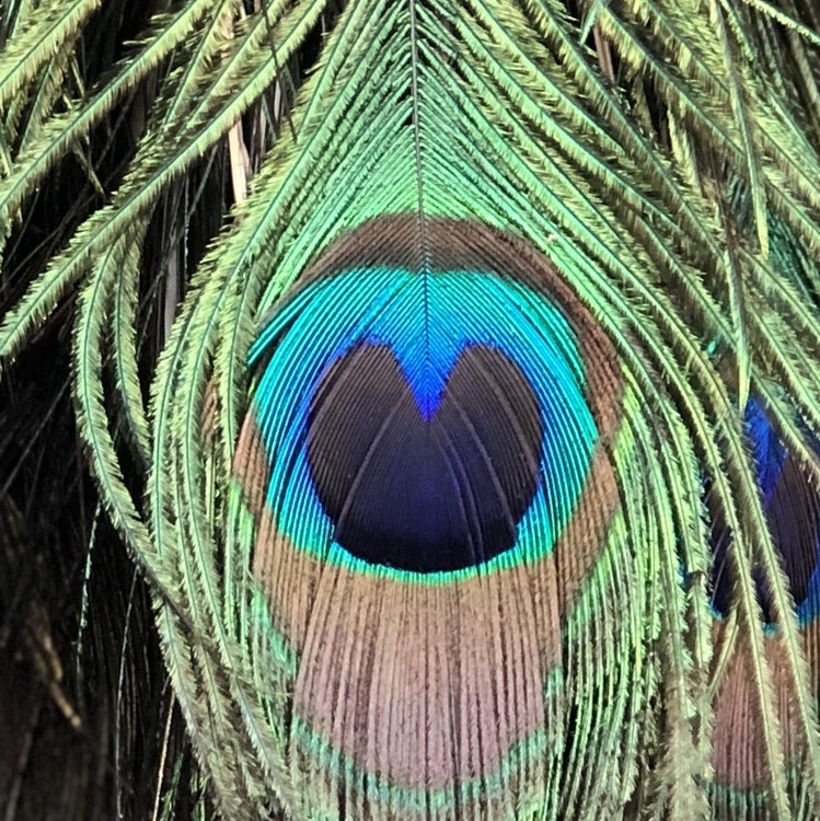 Påfågelfjäder med färger som labradorit. Peacook feather with same colors as labradorite