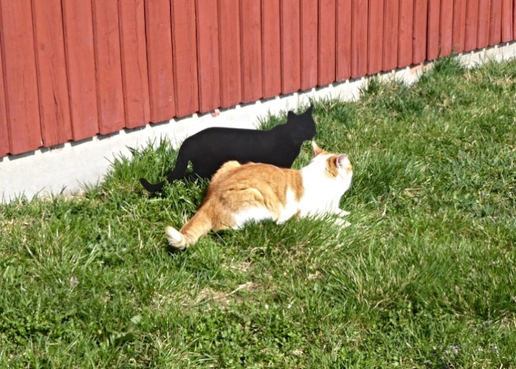 Katt och kattsiluett i gräset.