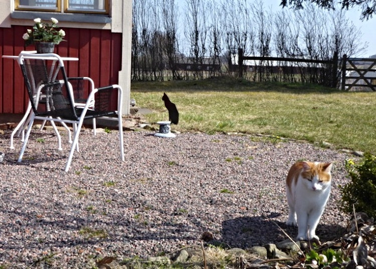 En vanlig katt och en katt i plåt som gör trädgården lite finare.