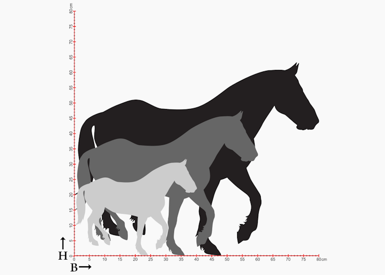 Hästsiluetter i diagram som visar tre olika storlekar.