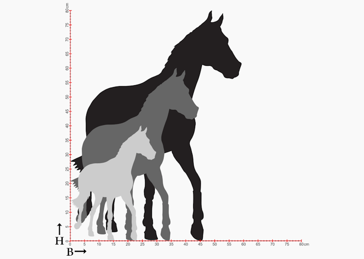 Diagram med hästsiluetter i olika storlekar.