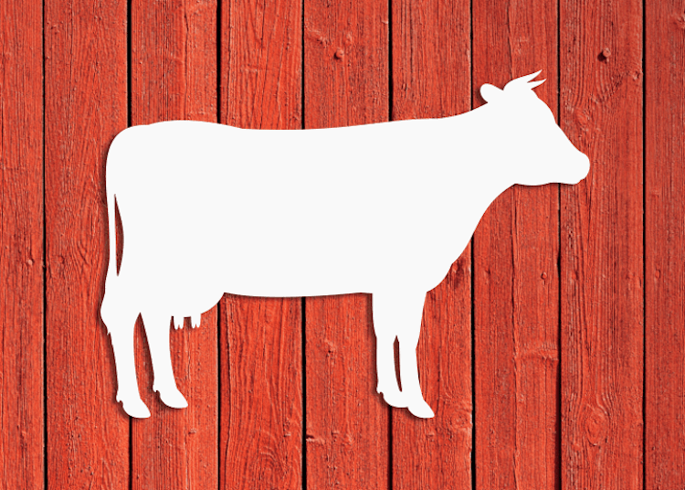 Vit fasaddekor föreställande en ko, monterad på röd husvägg.