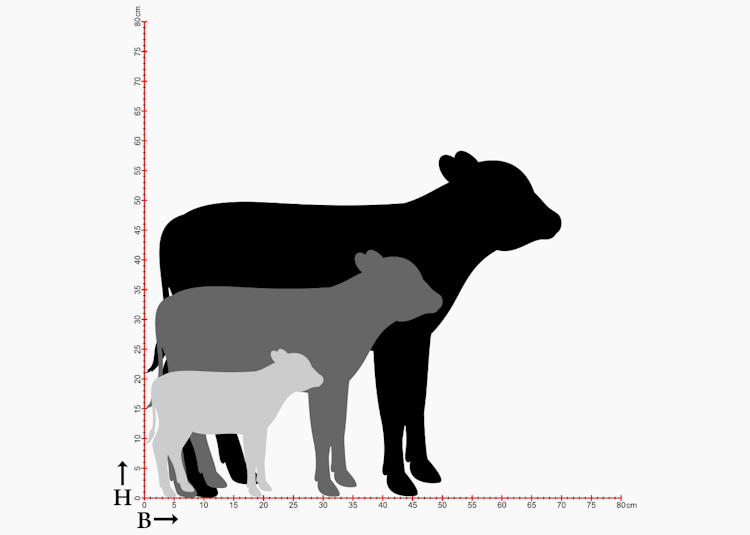 Storlekstabell med siluetter av kalv i 3 storlekar.