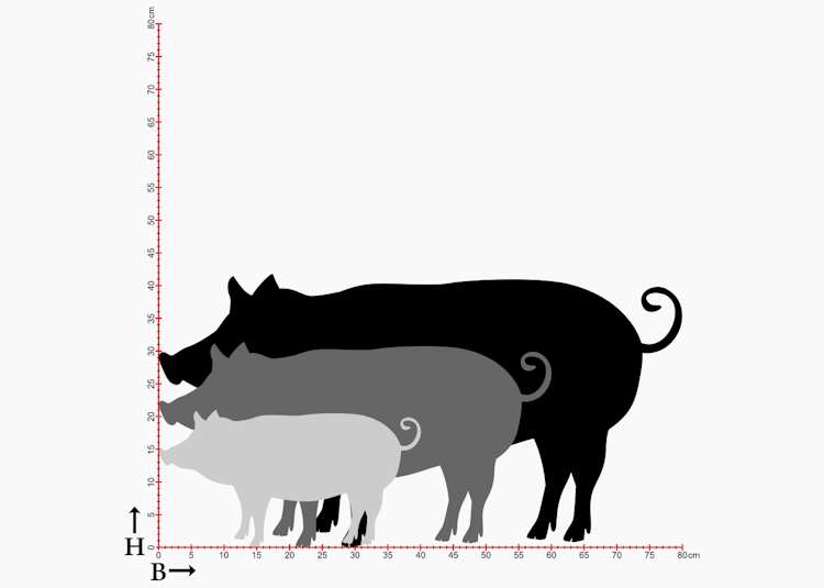 Storlekstabell med grissiluetter i 3 storlekar.