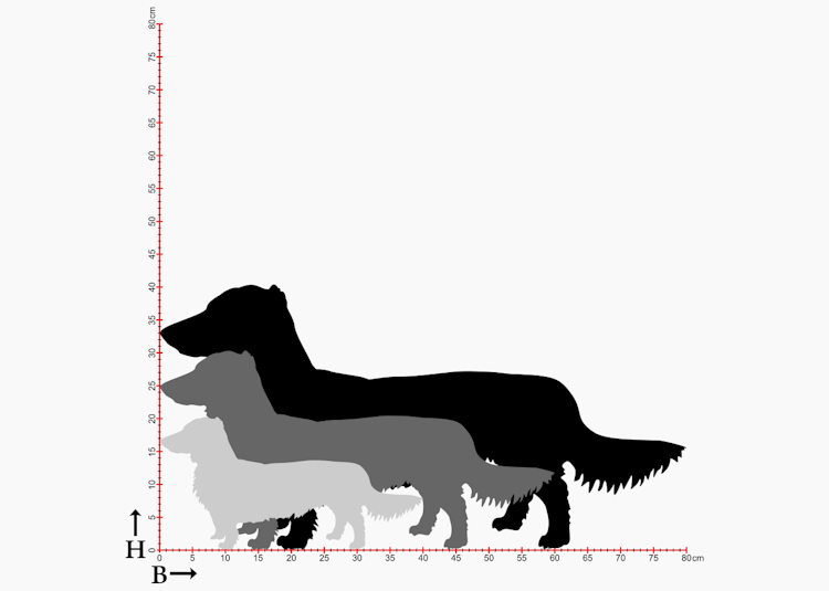Diagram av 3st storlekar på hundrasen Tax, siluetter i plåt.