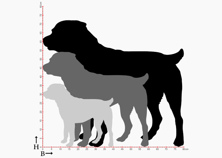 Tre olika storlekar på siluetter av Rottweiler.