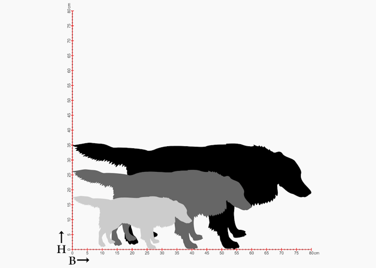 Siluetter av Border Collie i 3 storlekar.