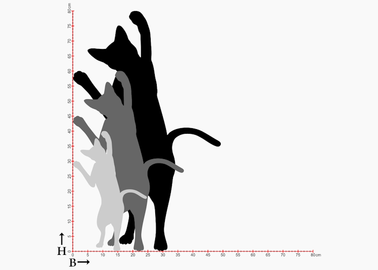Storlekstabell med siluetter av katter i 3 storlekar.