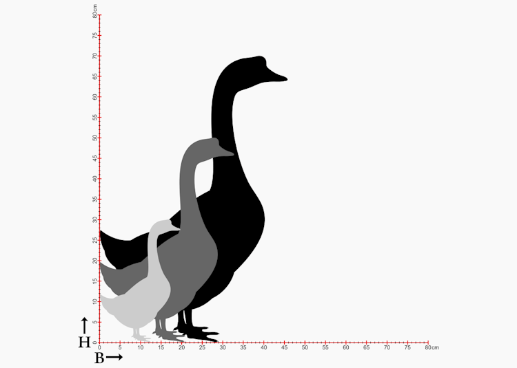 Storlekstabell med siluetter av gåsar i 3 storlekar.