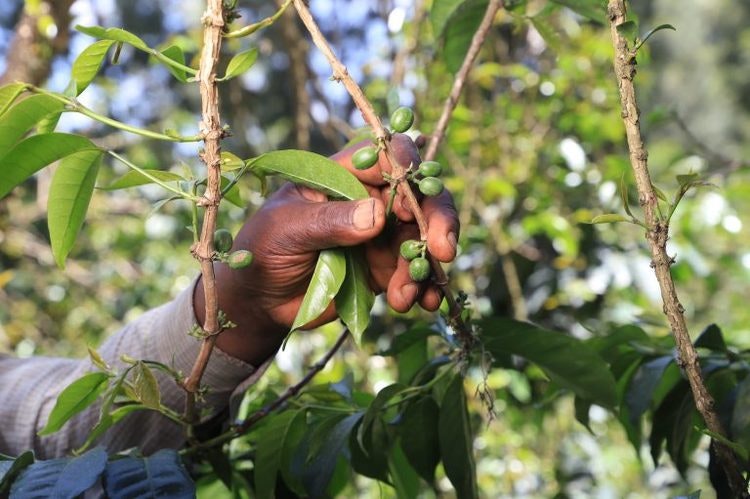 Kenya Washed AA Top -Kiamwangi, Traceability, 1kg