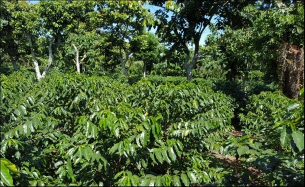 El Salvador Anaerobic orange Borubon-Finca El Gobiado, Traceability, 1kg
