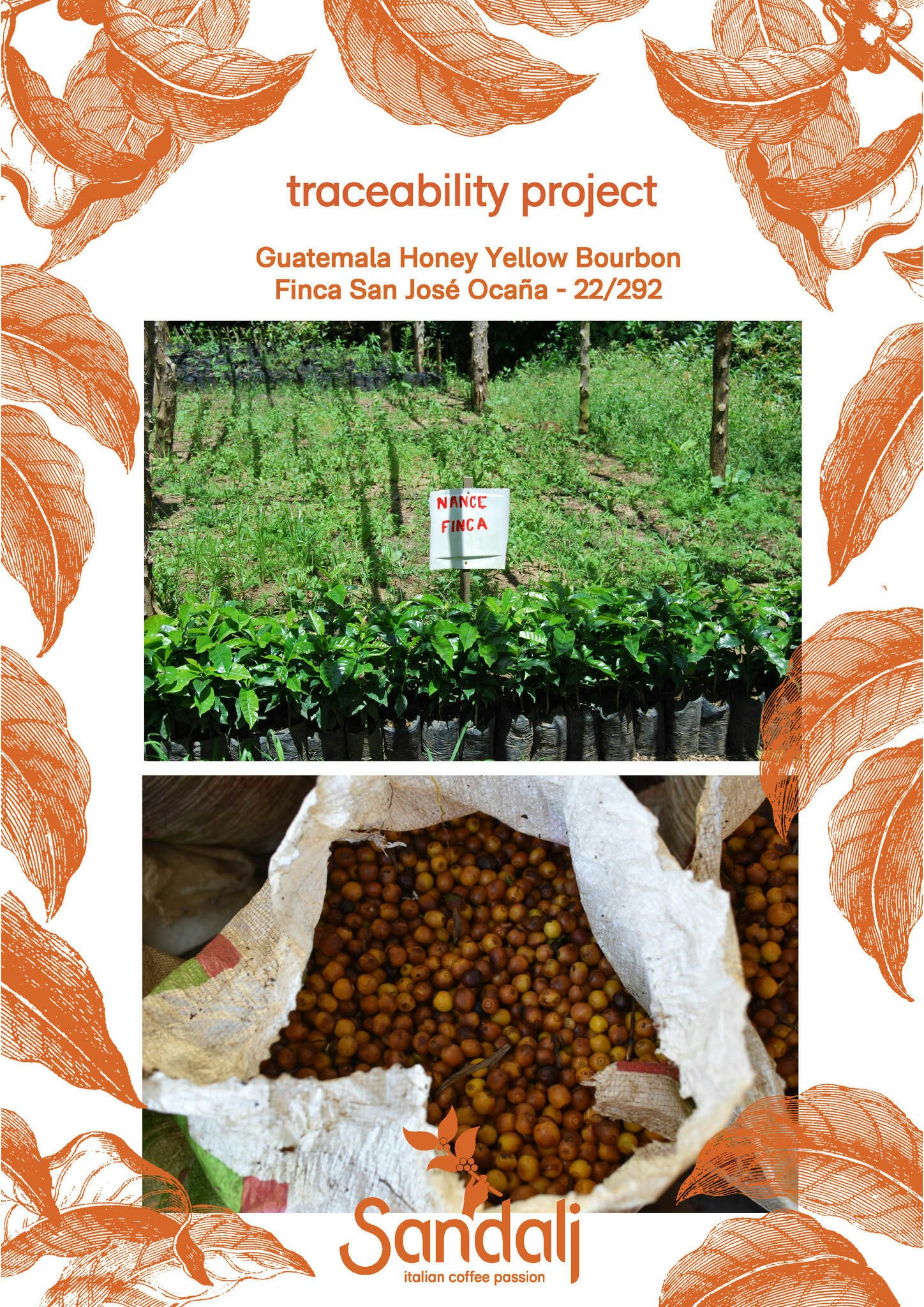 Guatemala Yellow Bourbon Honey, Finca San José Ocana, Traceability, 1kg