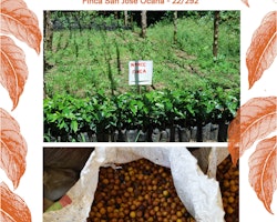 Guatemala Yellow Bourbon Honey, Finca San José Ocana, Traceability, 1kg