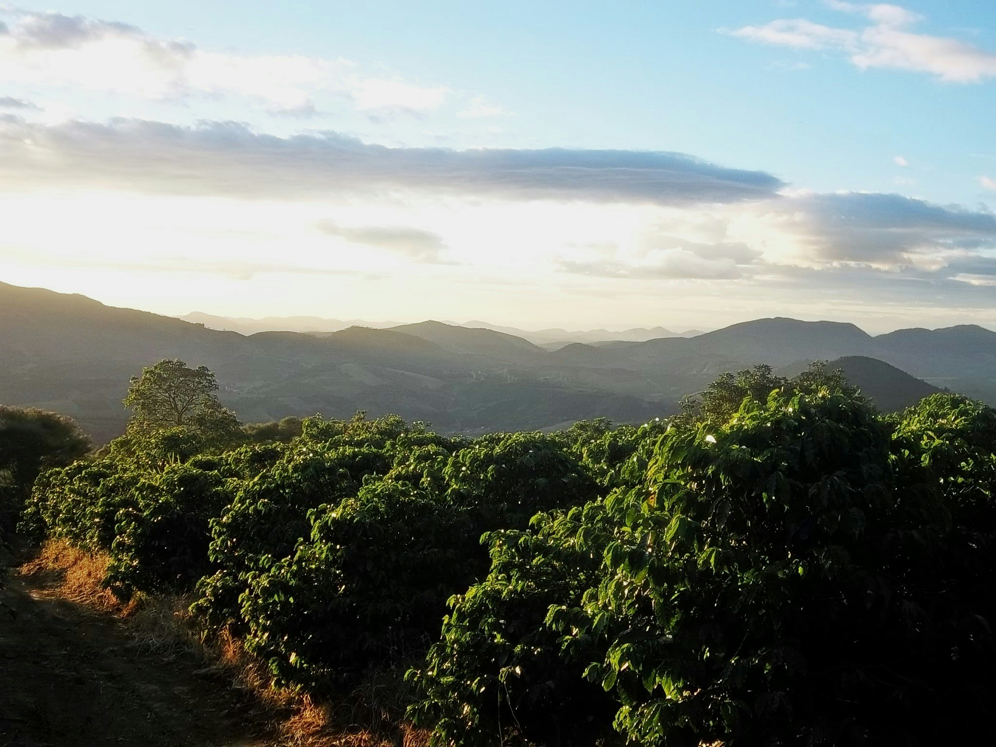 Brazil Pulped Natural, Catuai, Fazenda Pedra Redonda, Traceability, 1Kg