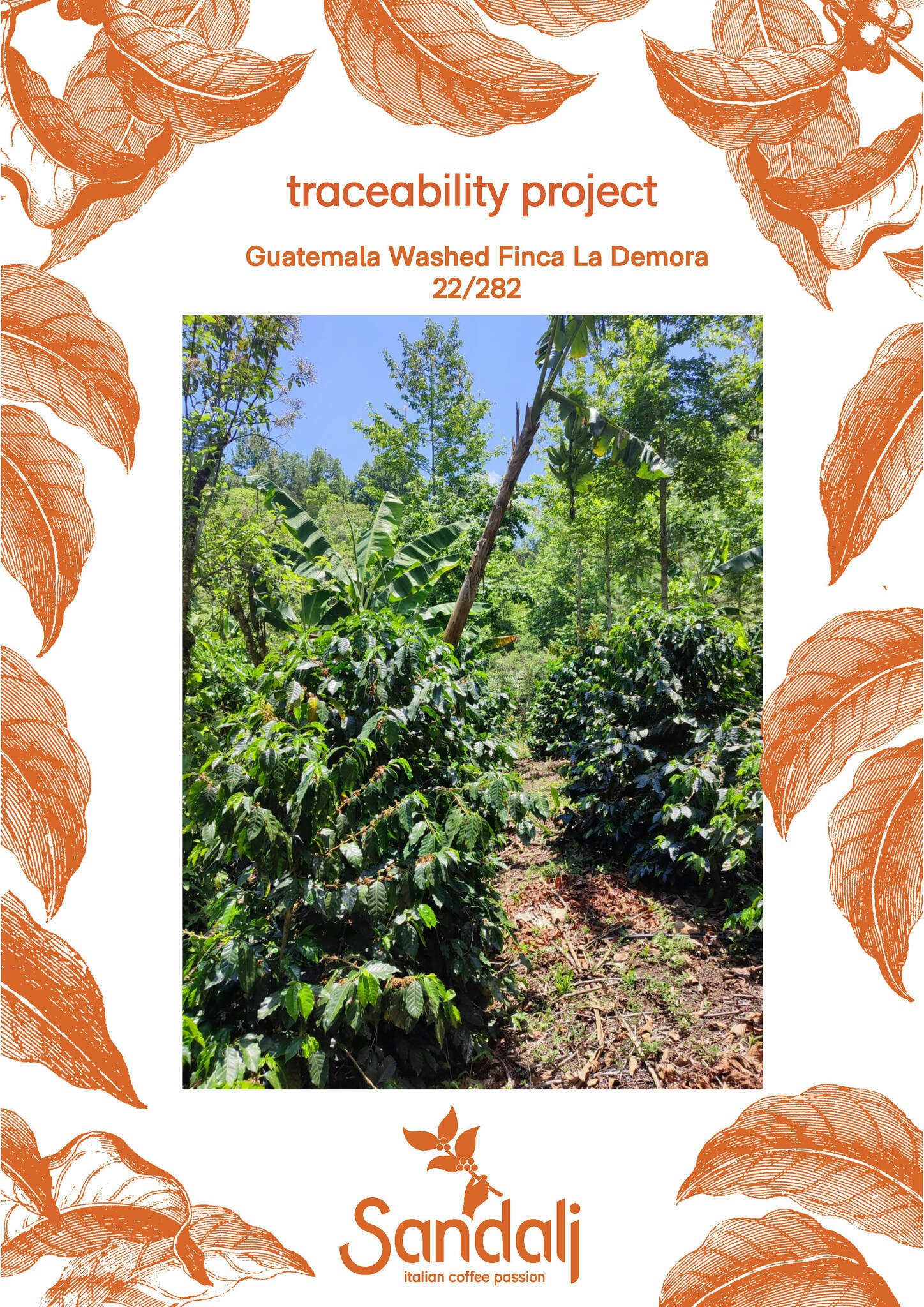 Guatemala, Washed,  Finca La Demora, Traceability Project, 1kg