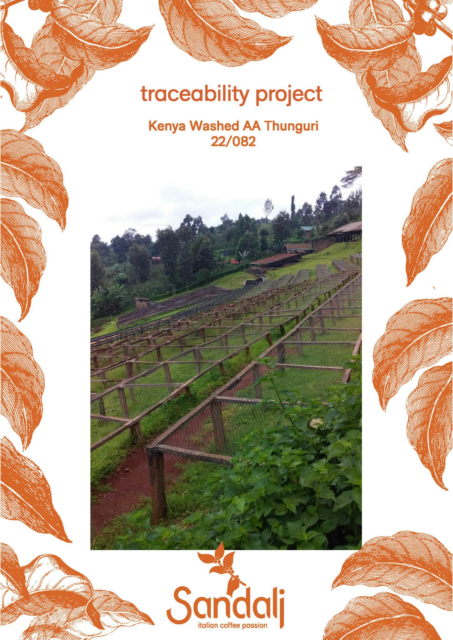 Kenya Washed AA T Top Thunguri, Traceability Project, 1kg