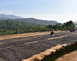 Ethiopia Yirgacheffe Gr 2, Gola, Washed, Traceability Project, 1kg