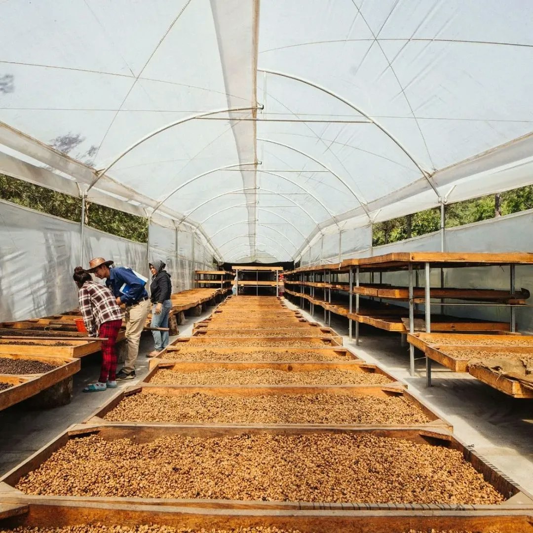 Guatemala Antigua, Finca Medina, Black Honey, SHB EP, 1kg