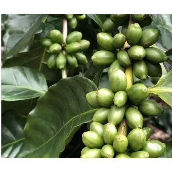 Nicaragua Finca las Morenitas, SHG EP, Washed, 1kg