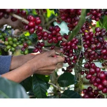 Honduras Carmelo Puro, SHG EP, Washed, 1kg