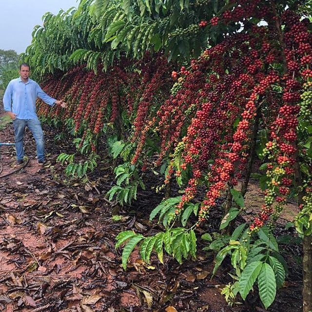 Brazil, Conilon Robusta, Fazenda Venturim, Washed, 1kg