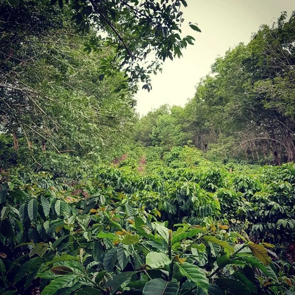 Brazil, Conilon Robusta, Fazenda Venturim, Washed, 1kg