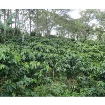 Honduras Siguatepeque, Los Liros, HG EP, Washed, 1kg