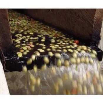 Nicaragua, Fancy Las Mimosas, SHG EP, Washed, 1kg