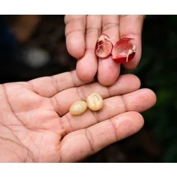 Nicaragua, Fancy Las Mimosas, SHG EP, Washed, 1kg