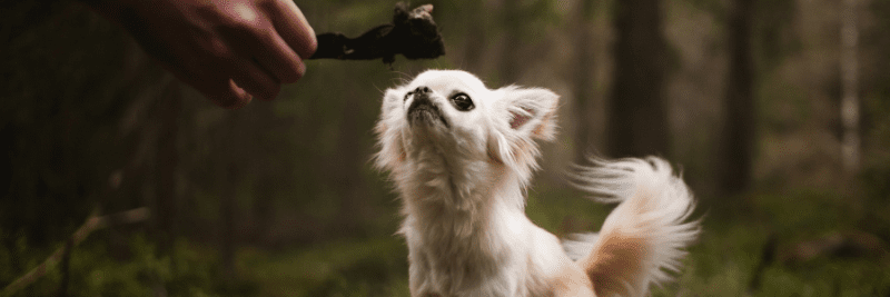 Varför ska du ge din hund naturligt hundtugg? 🦴🐶
