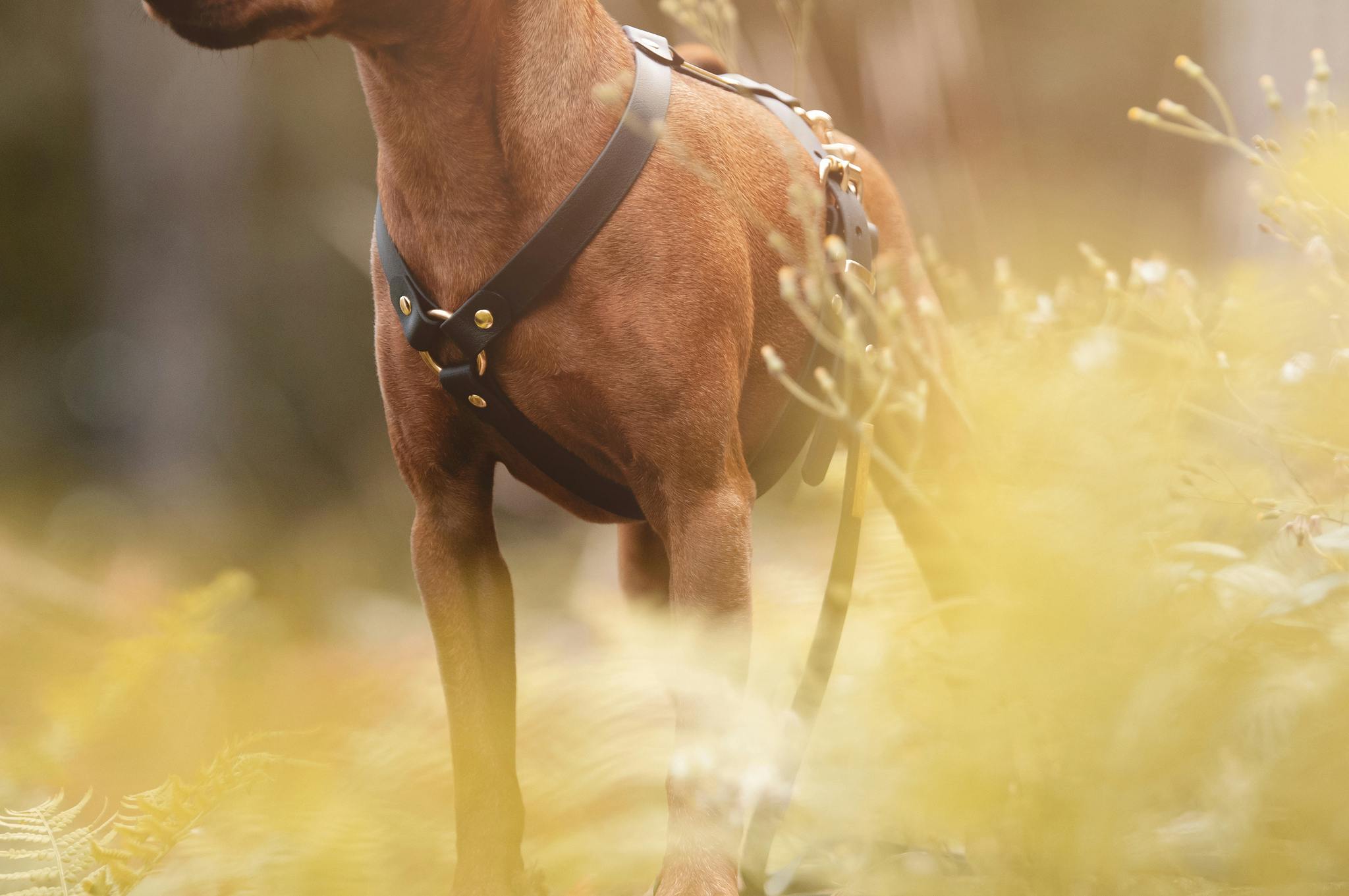 Skräddarsydd BioThane®   Y hundsele