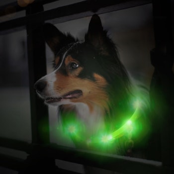 LED hundhalsband