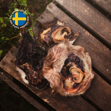 Torkad Oxöronsnäcka med päls