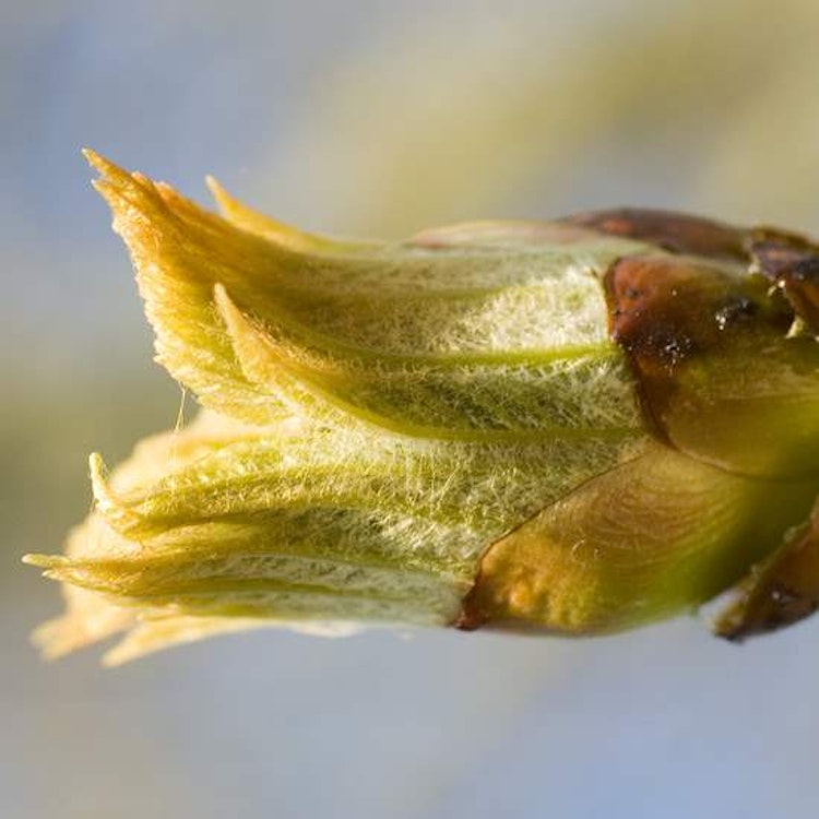 Chestnut Bud