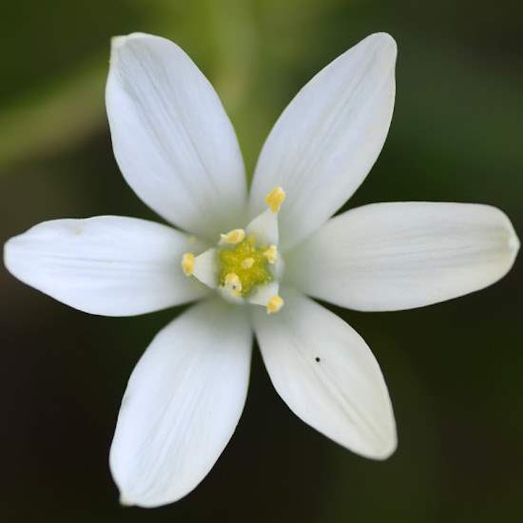 Star of Bethlehem