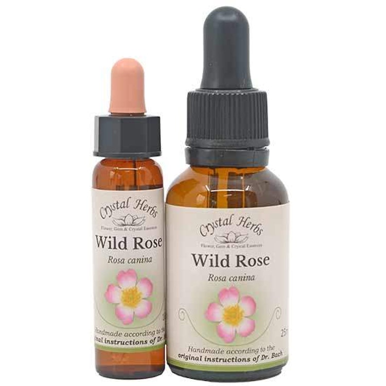 Wild Rose