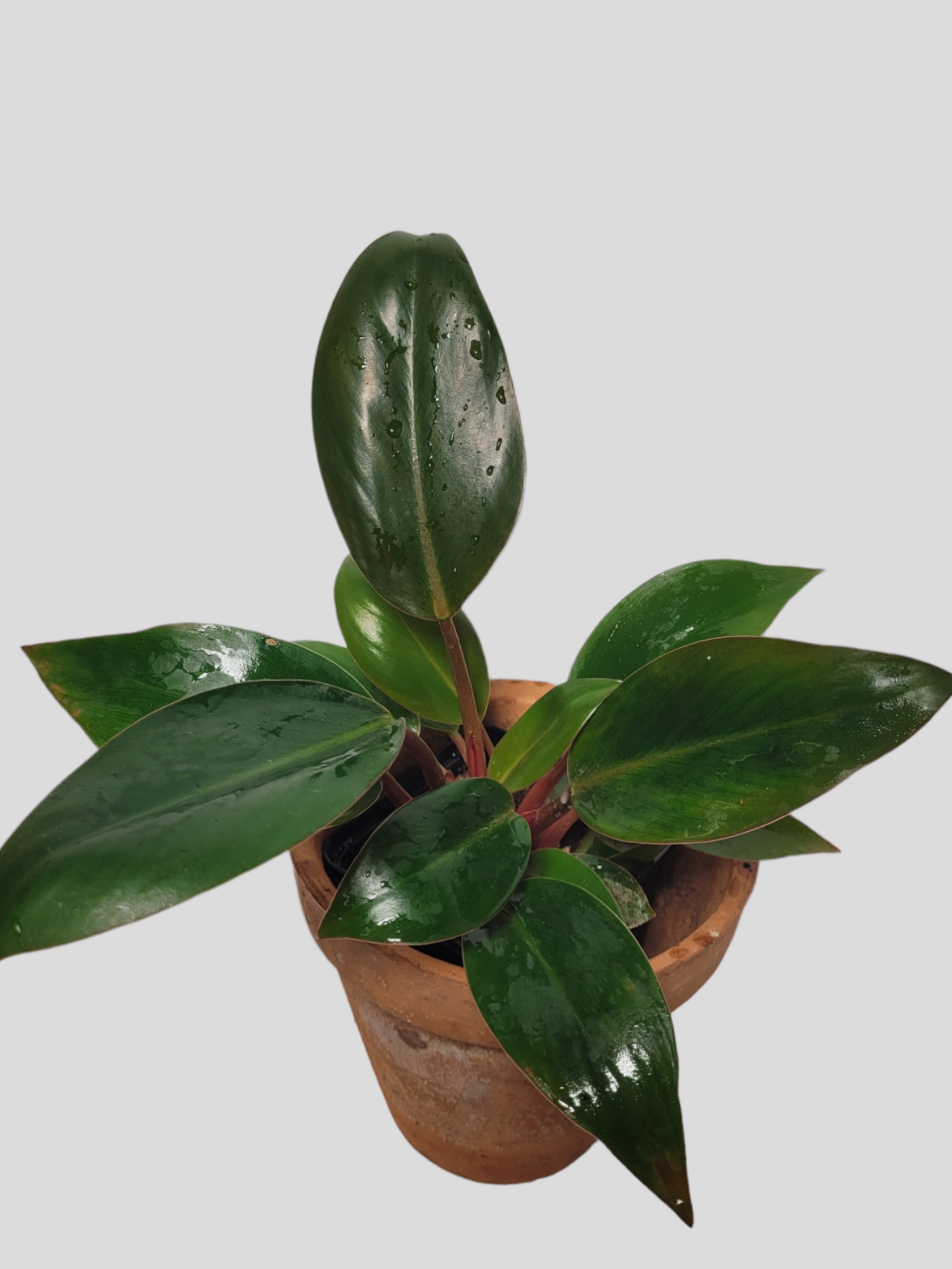 Philodendron red congo